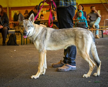 Abu Freja Male Trnie